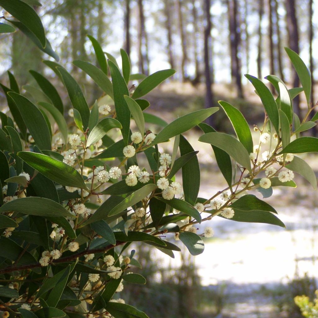 Acacia melanoxylon - Schwarzholz-Akazie