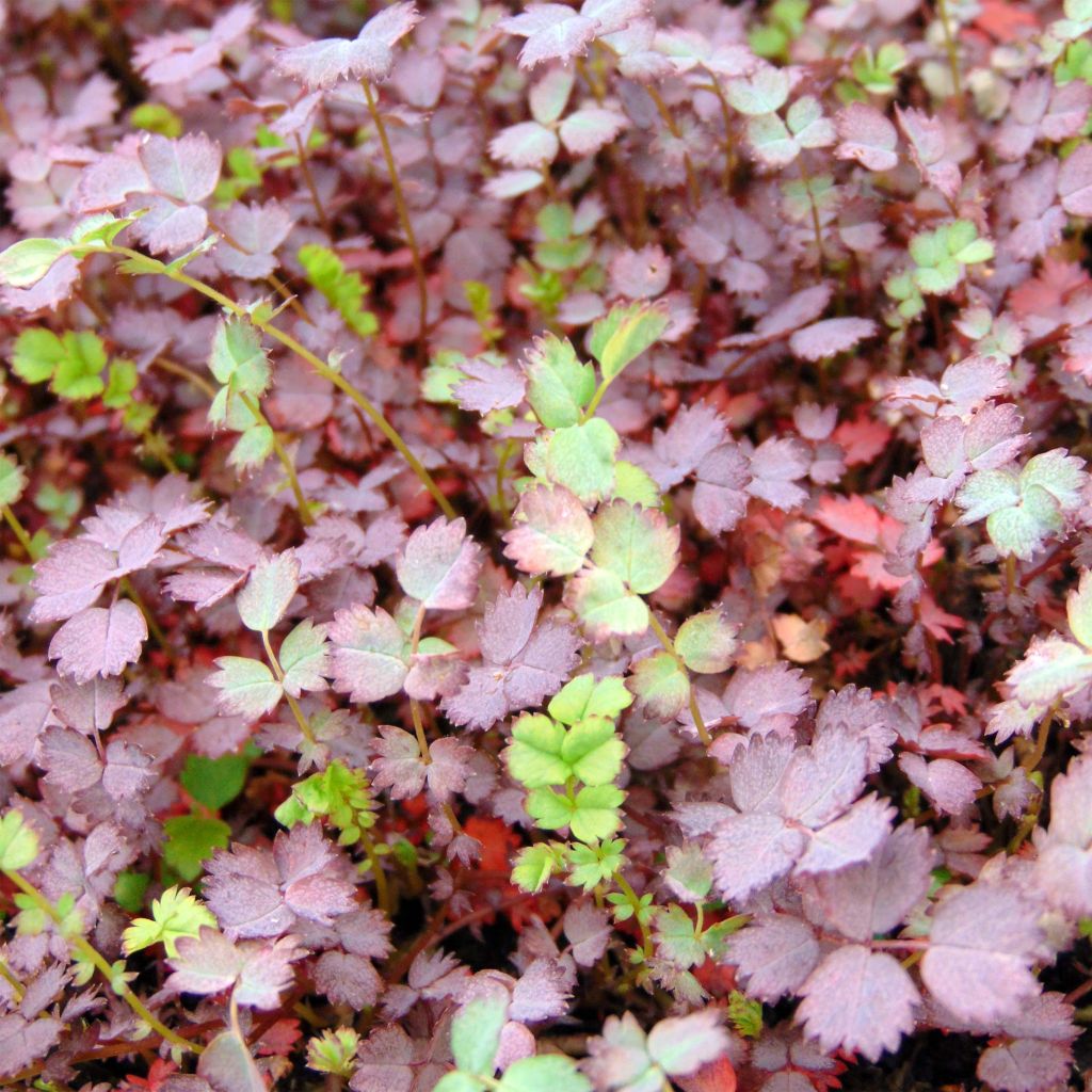 Acaena inermis Purpurea - Stachelnüßchen