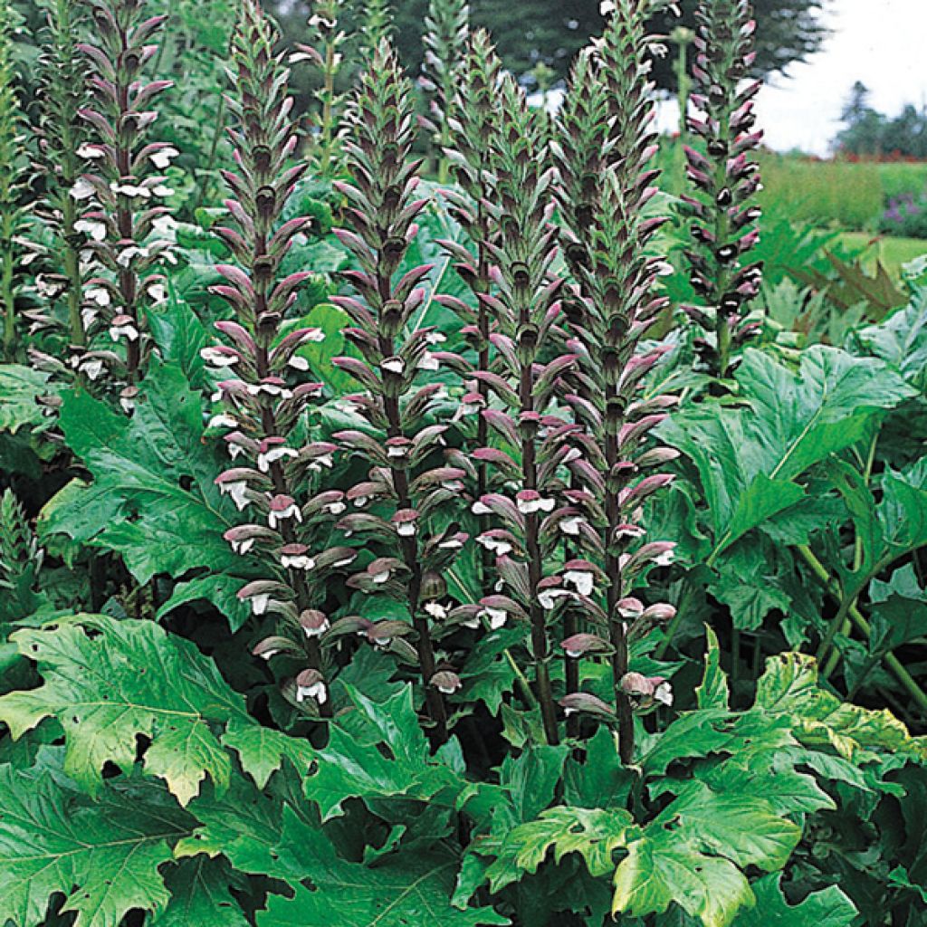 Acanthus mollis - Weicher Akanthus