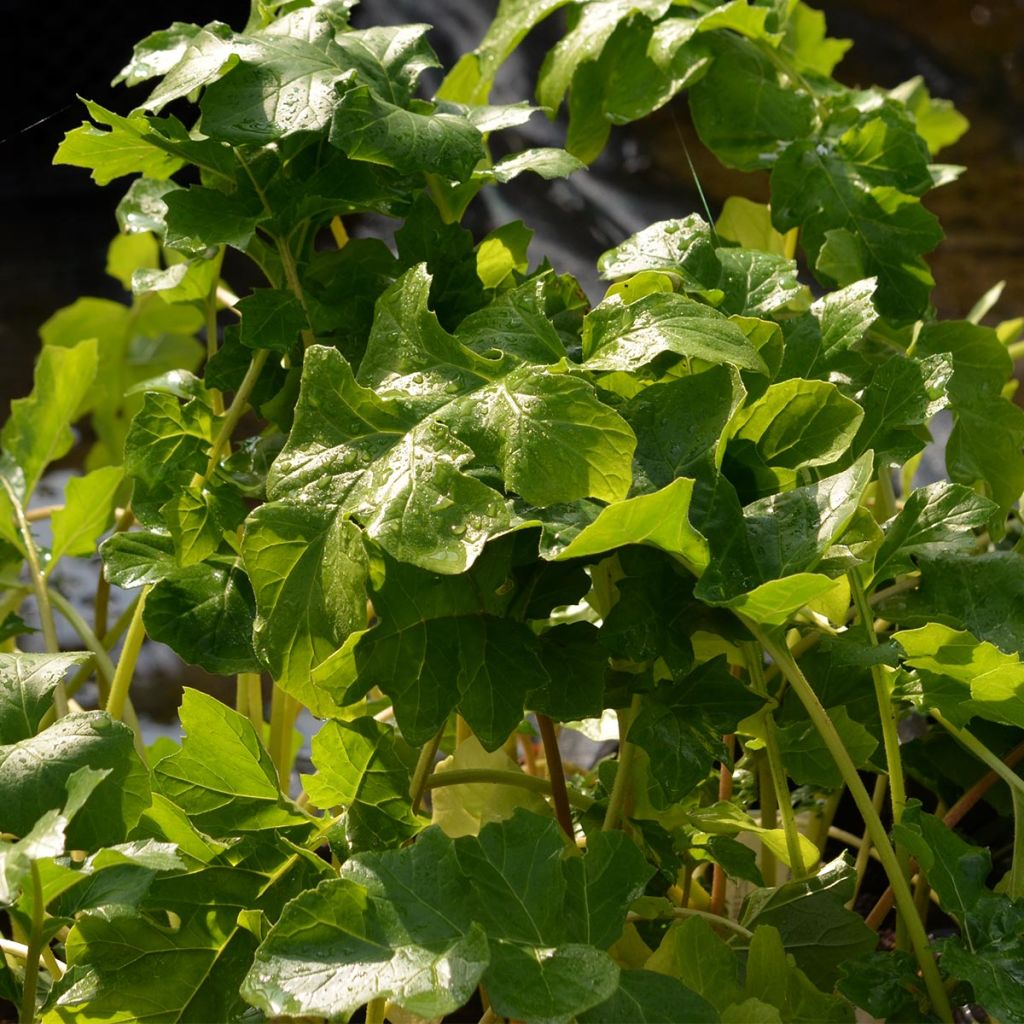 Acanthus mollis - Acanthe à feuilles molles