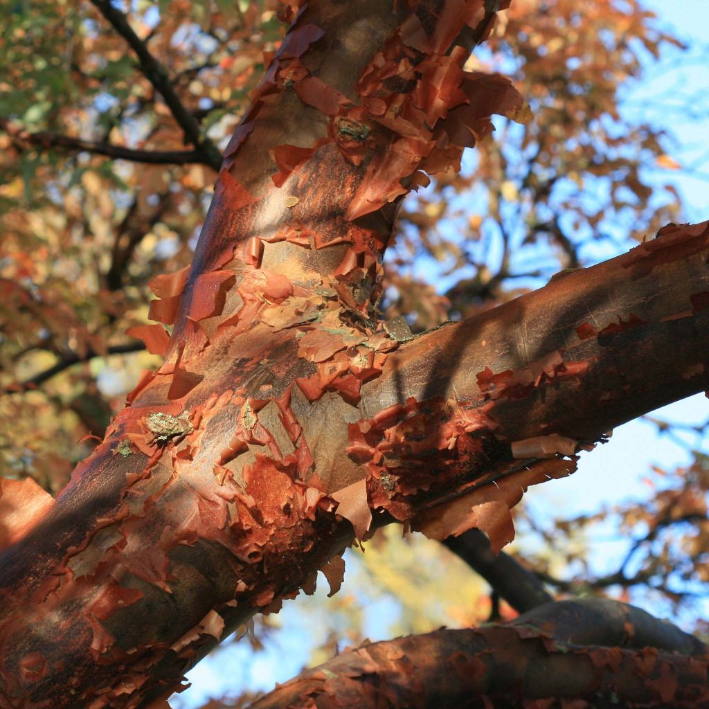 Zimt-Ahorn - Acer griseum