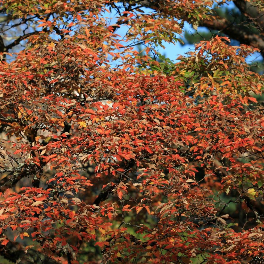 Zimt-Ahorn - Acer griseum