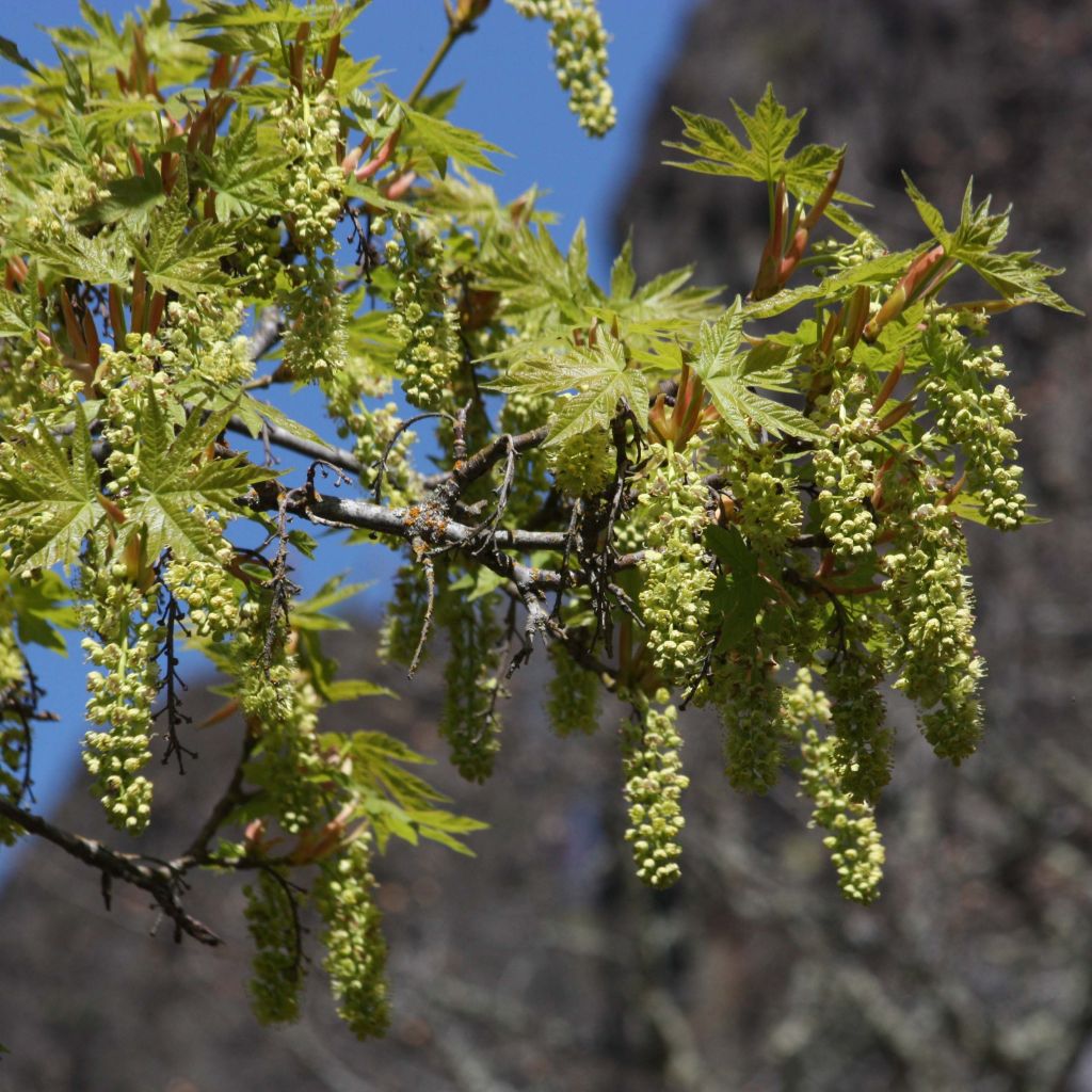 Großblättriger Ahorn - Acer macrophyllum