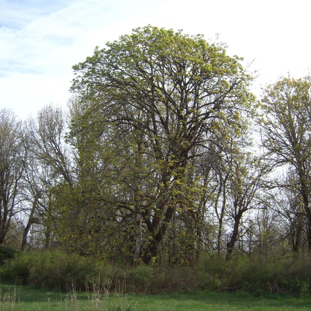 Großblättriger Ahorn - Acer macrophyllum