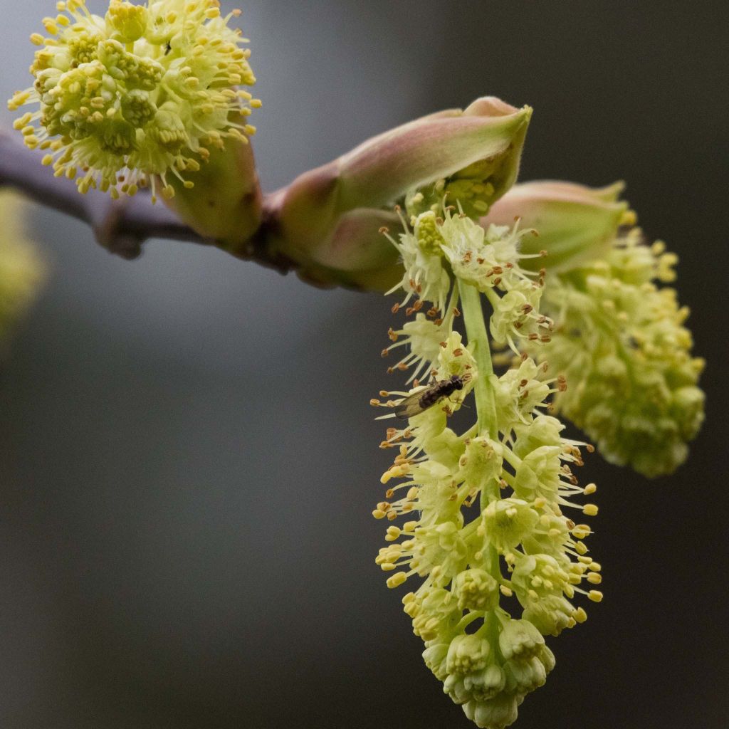 Großblättriger Ahorn - Acer macrophyllum