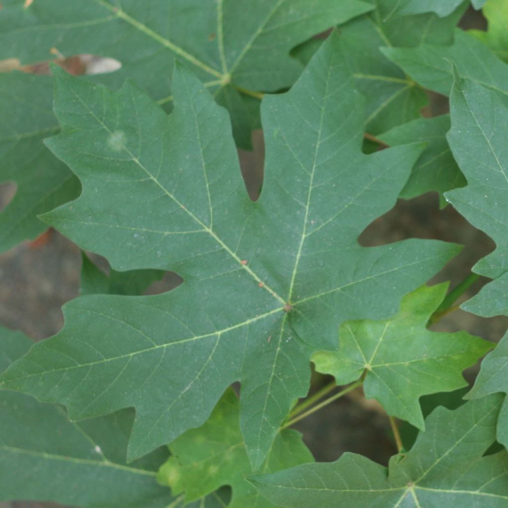 Großblättriger Ahorn - Acer macrophyllum