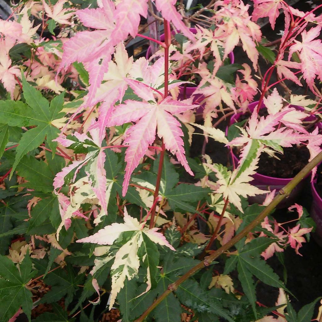 Fächerahorn Asahi Zuru - Acer palmatum