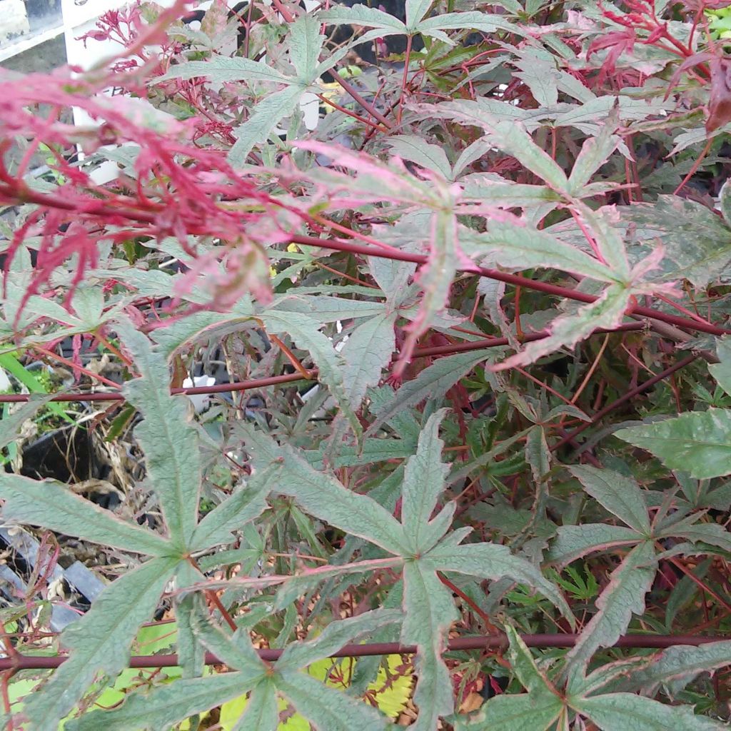 Fächerahorn Beni Komachi - Acer palmatum