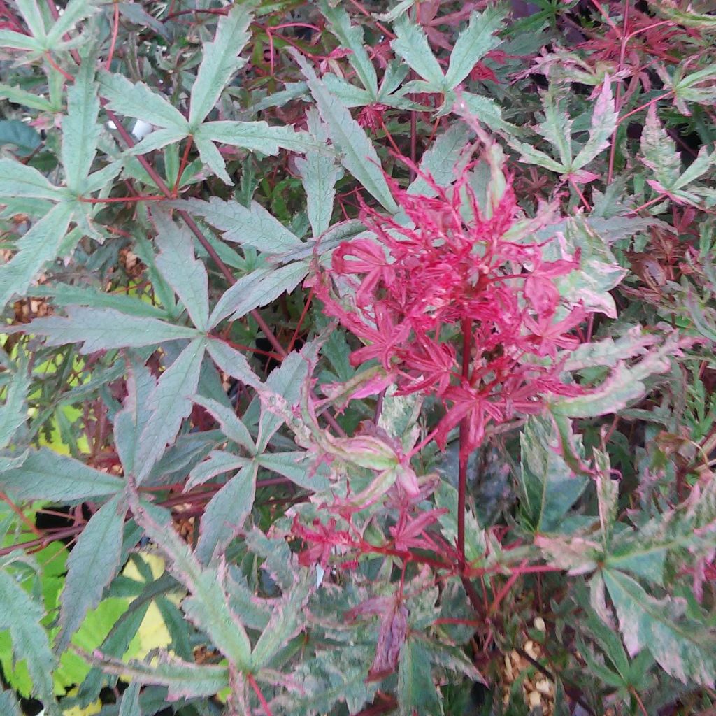 Fächerahorn Beni Komachi - Acer palmatum