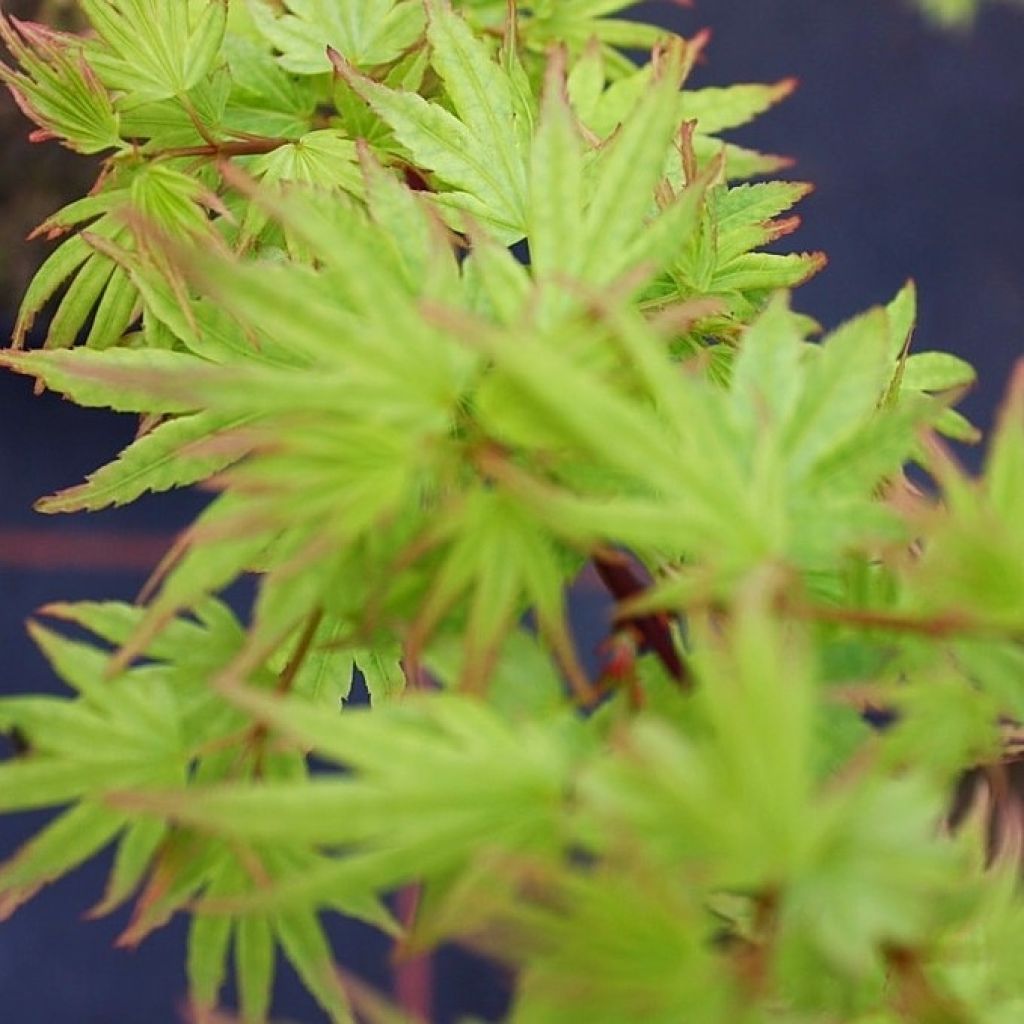 Fächerahorn Berry Broom - Acer palmatum