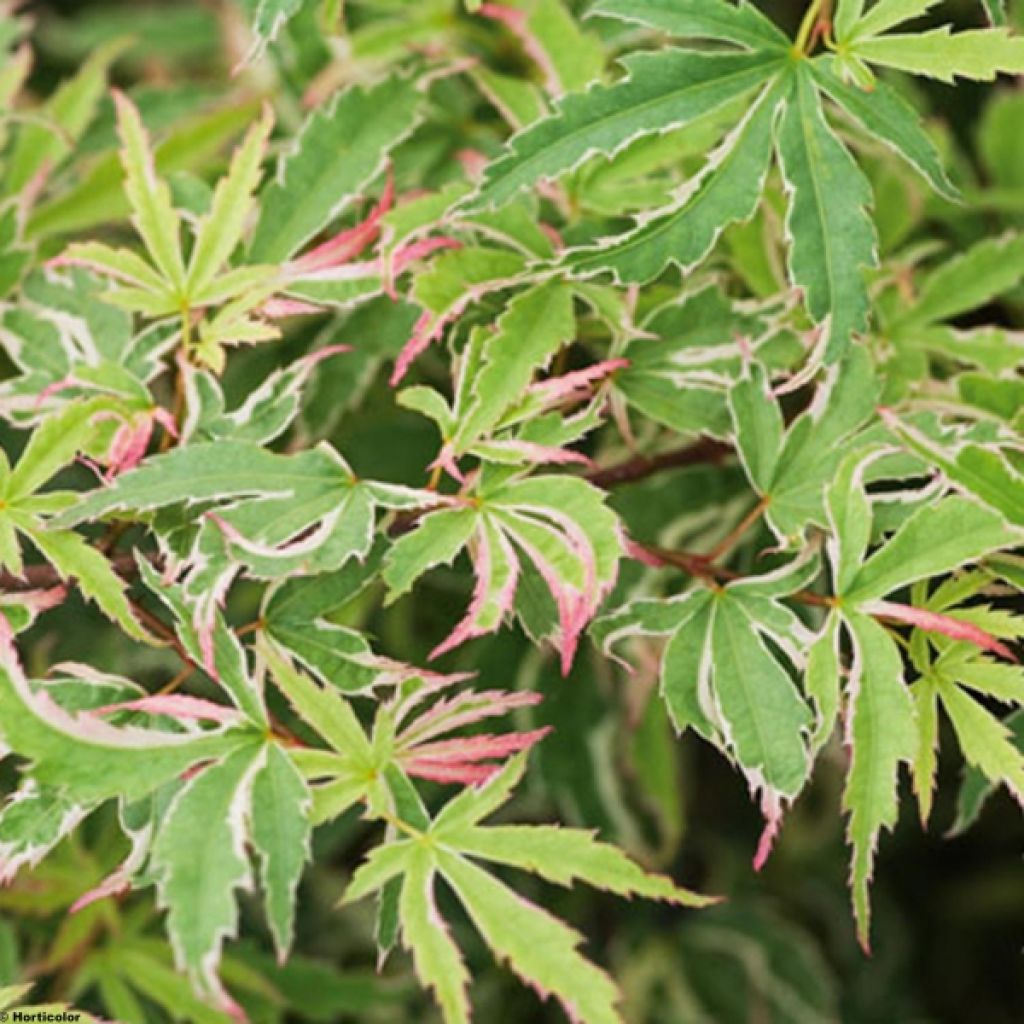 Fächerahorn Butterfly - Acer palmatum