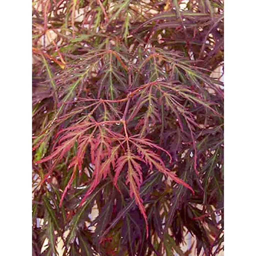 Fächerahorn Crimson Princess - Acer palmatum