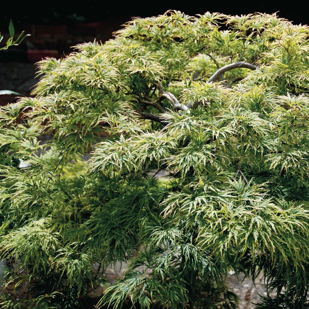 Érable du Japon - Acer palmatum Dissectum