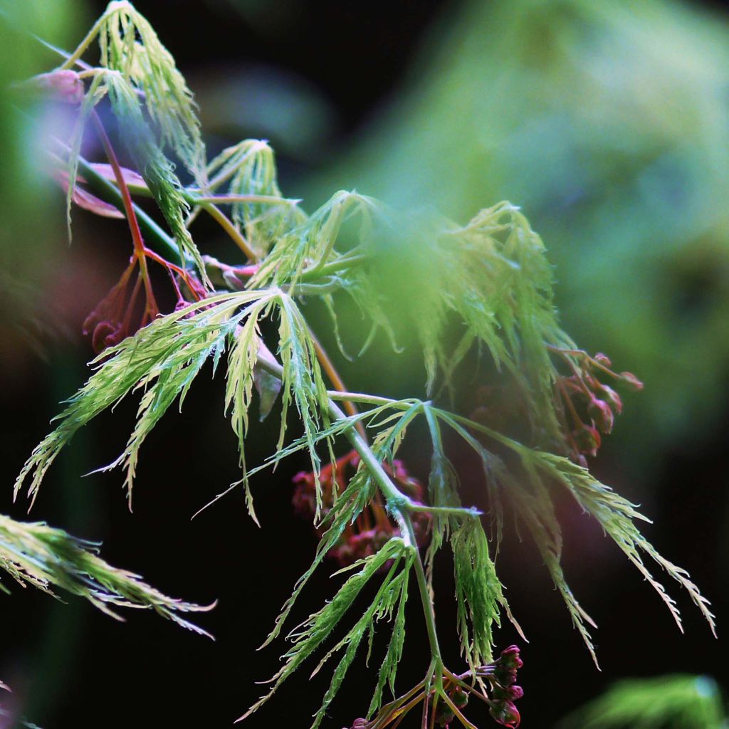 Fächerahorn Dissectum - Acer palmatum