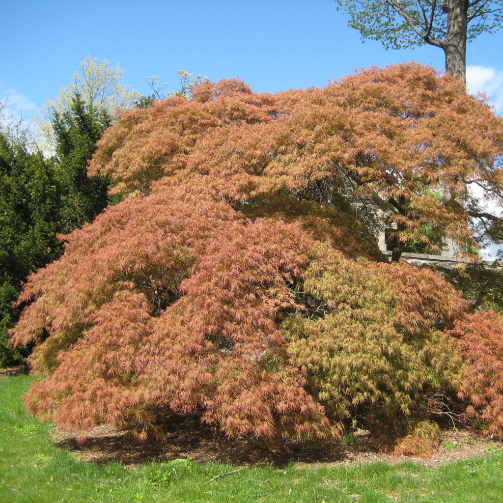 Fächerahorn Dissectum - Acer palmatum