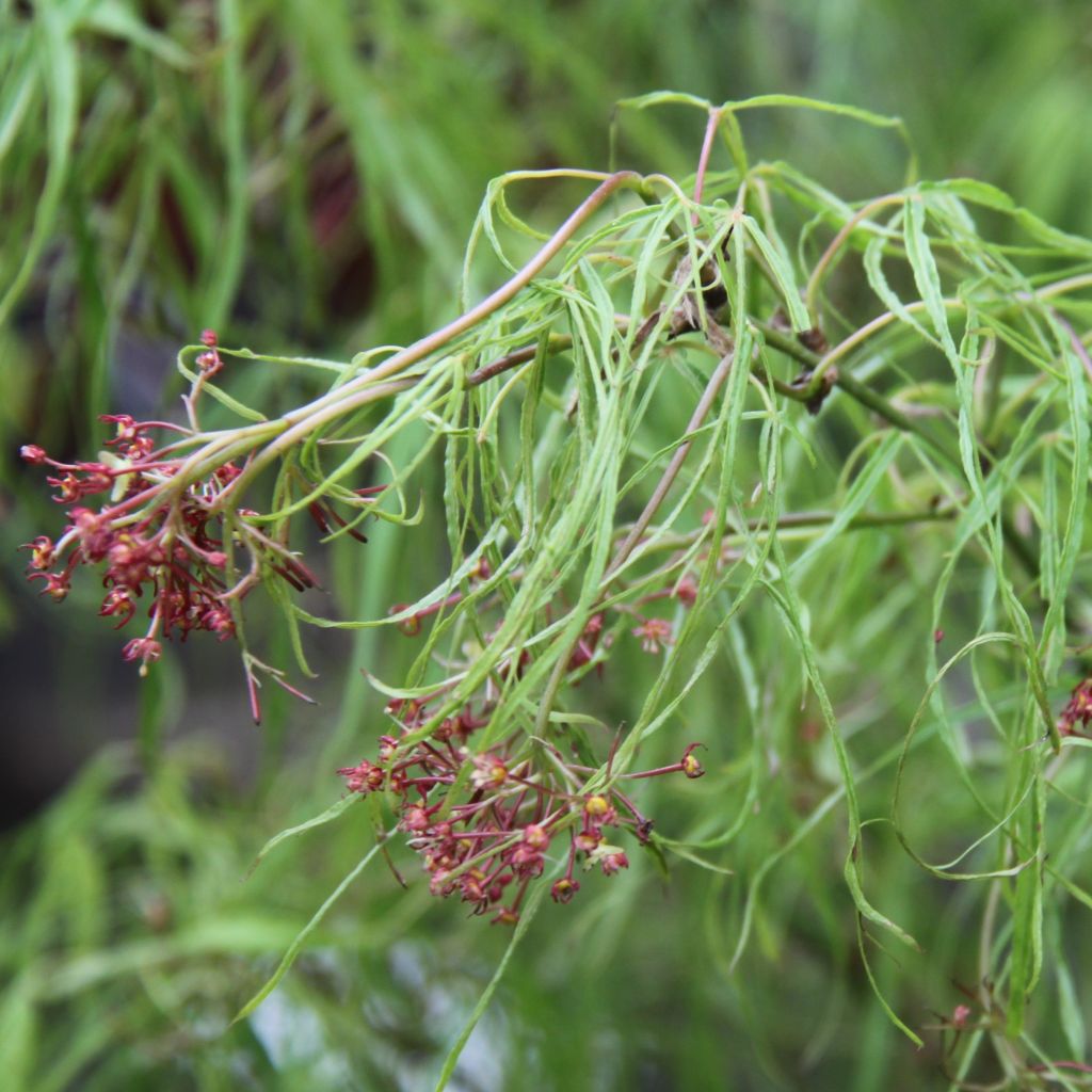 Fächerahorn Koto-No-Ito - Acer palmatum