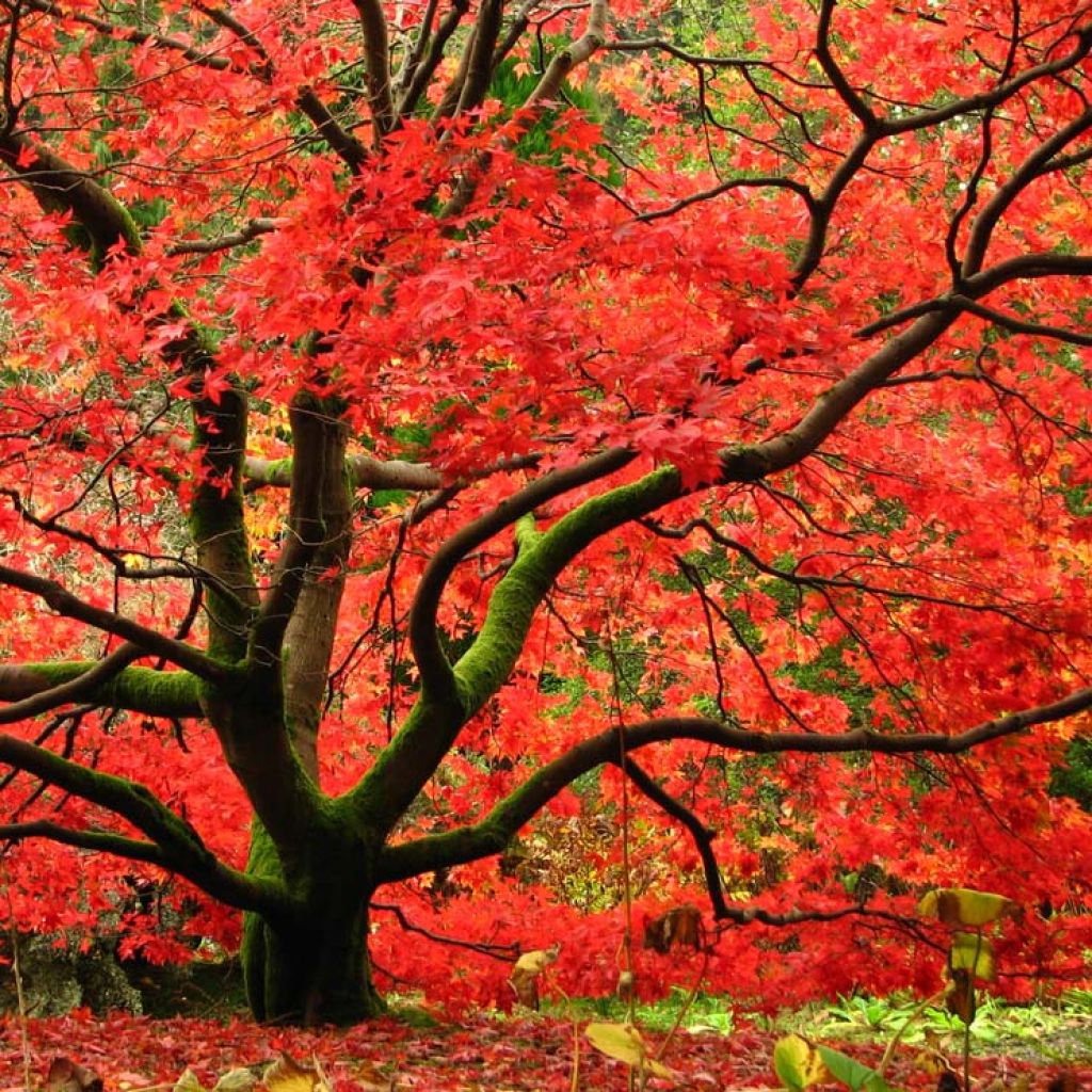 Fächerahorn Osakazuki - Acer palmatum