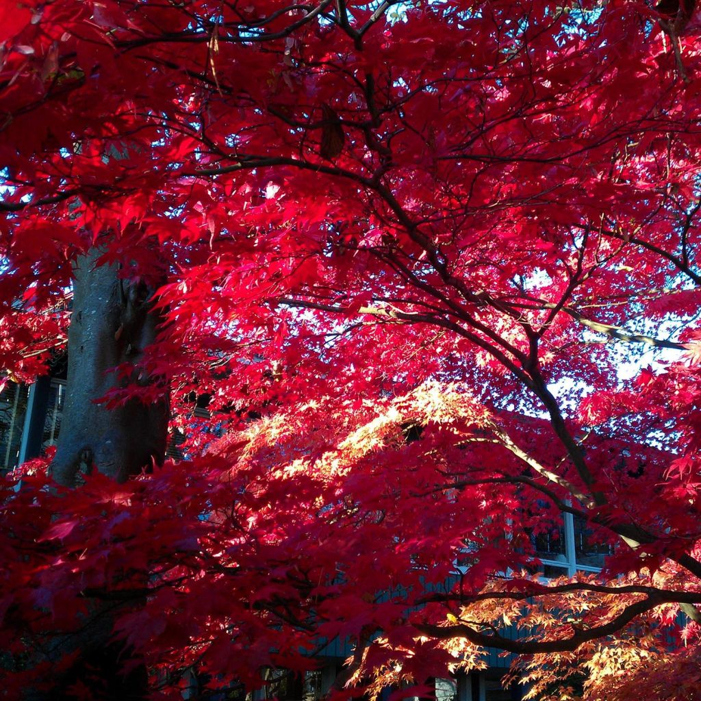 Fächerahorn Osakazuki - Acer palmatum