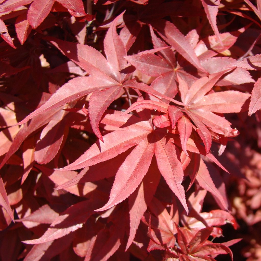 Fächerahorn Twomblys Red Sentinel - Acer palmatum