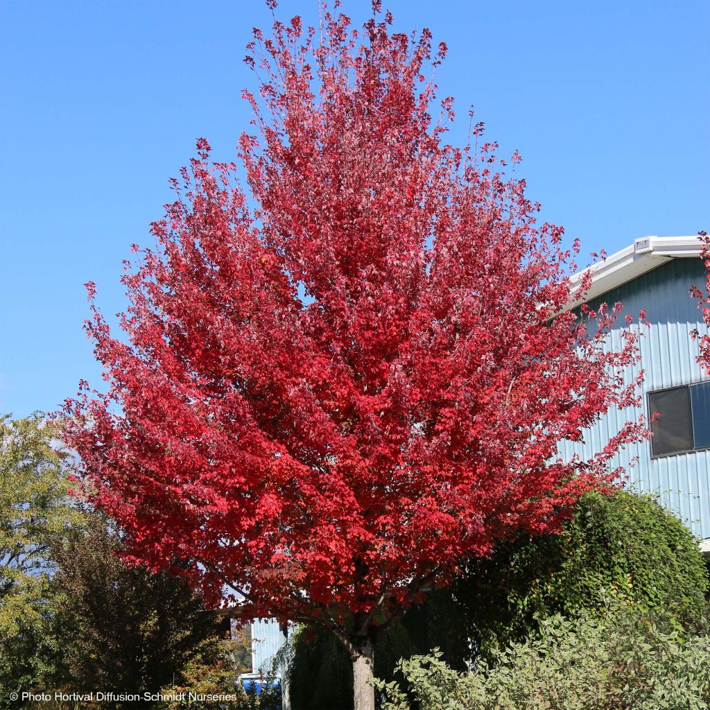 Rot-Ahorn Redpointe - Acer rubrum