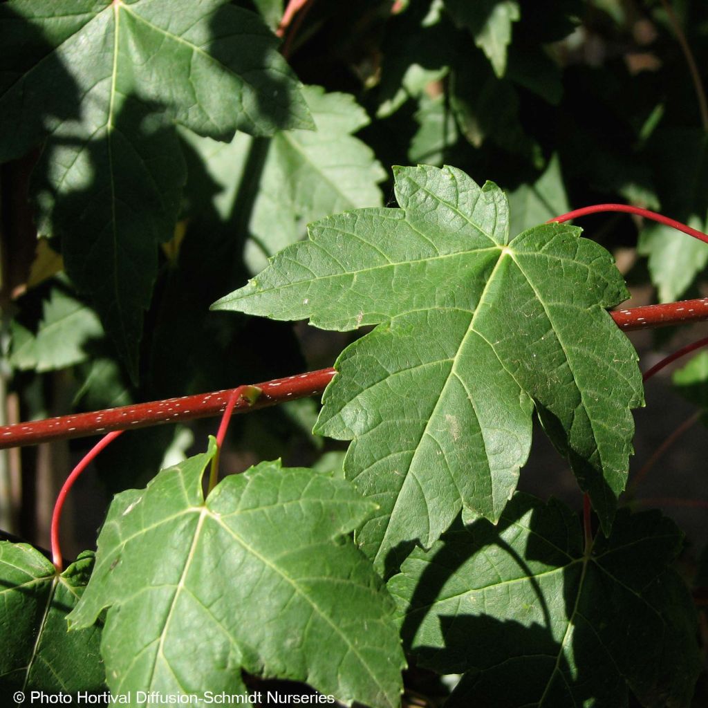 Rot-Ahorn Redpointe - Acer rubrum