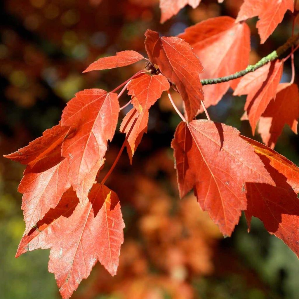 Rot-Ahorn Armstrong - Acer rubrum