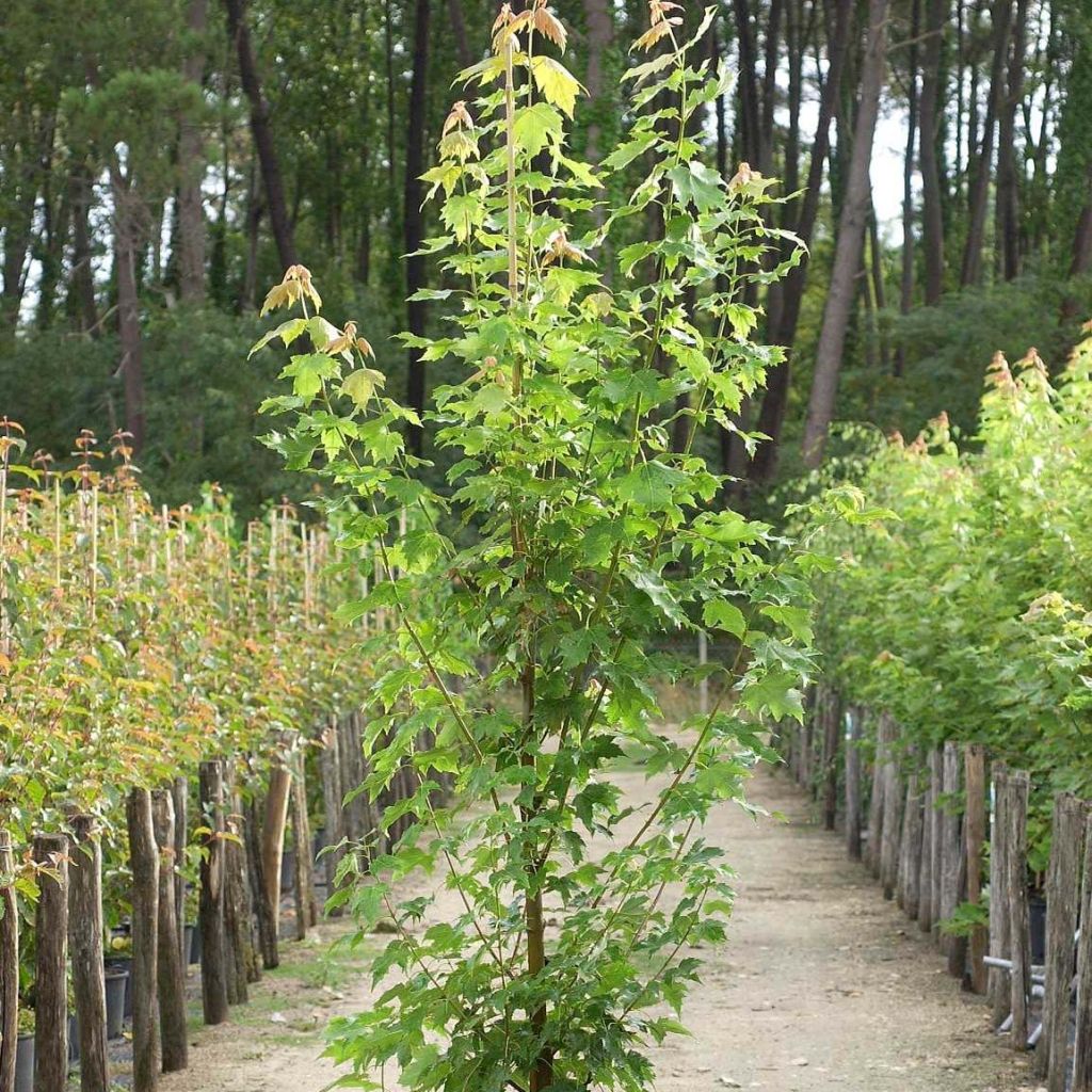 Rot-Ahorn Armstrong - Acer rubrum