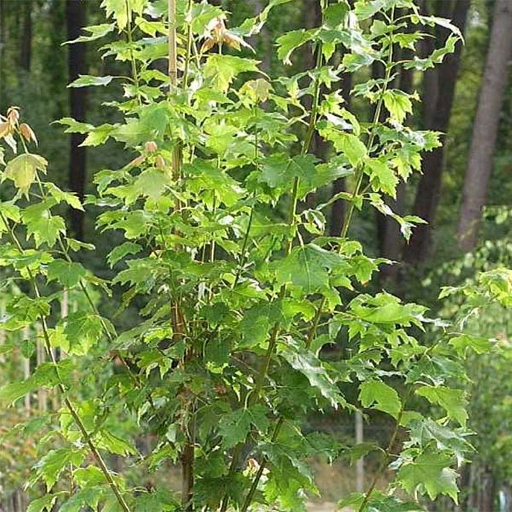 Rot-Ahorn Armstrong - Acer rubrum