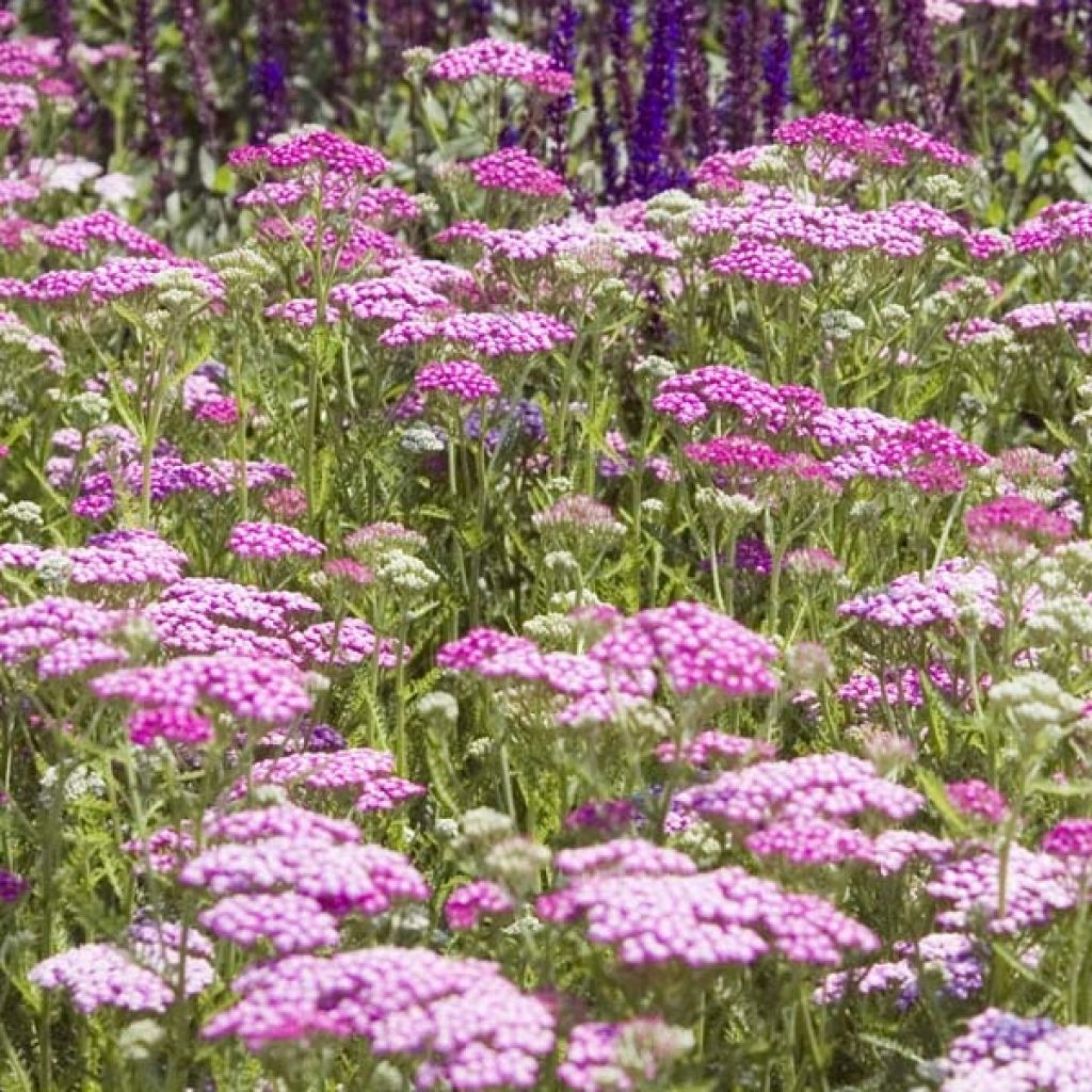 Achillea millefolium Lilac Beauty - Gemeine Schafgarbe