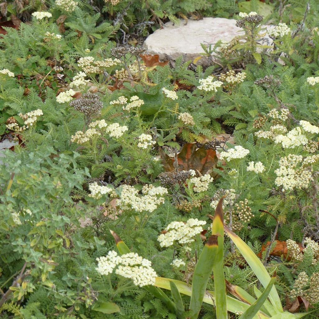 Achillea crithmifolia - Meerfenchelblättrige Schafgarbe