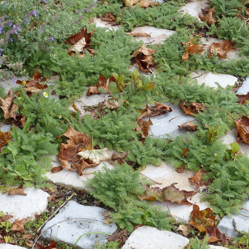 Achillea crithmifolia - Meerfenchelblättrige Schafgarbe