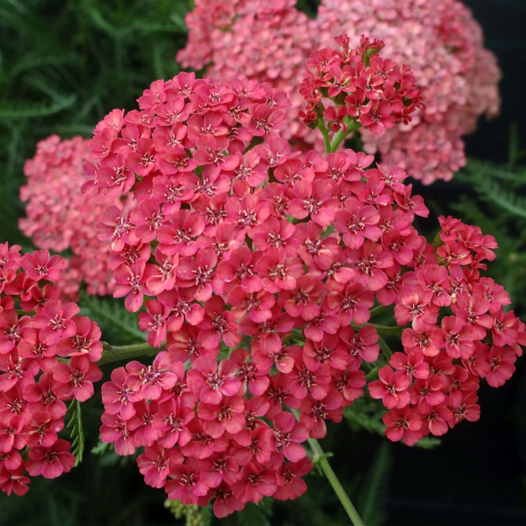 Achillée millefeuilles Apricot Delight (Tutti frutti) - Achillea millefolium