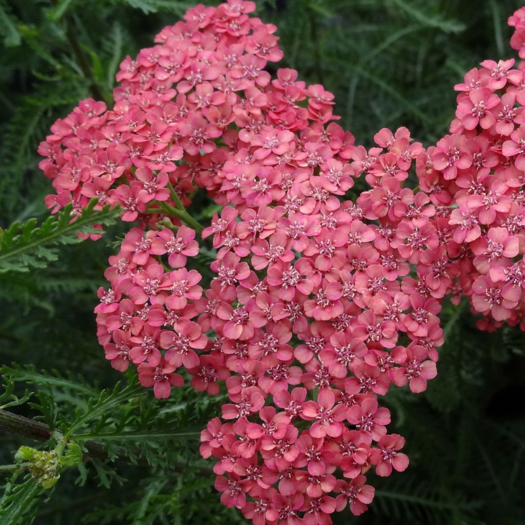 Achillea millefolium Tutti Frutti Apricot Delight - Gemeine Schafgarbe