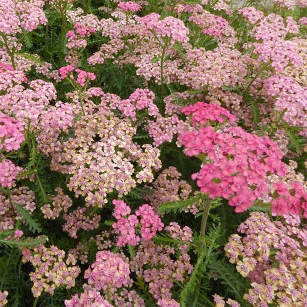 Achillea millefolium Tutti Frutti Apricot Delight - Gemeine Schafgarbe