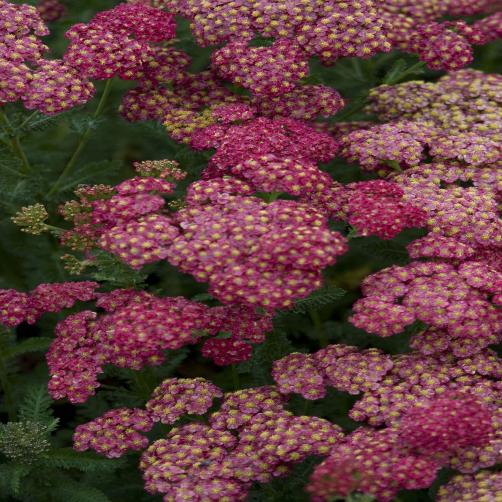 Achillea millefolium Pomegranate - Gemeine Schafgarbe