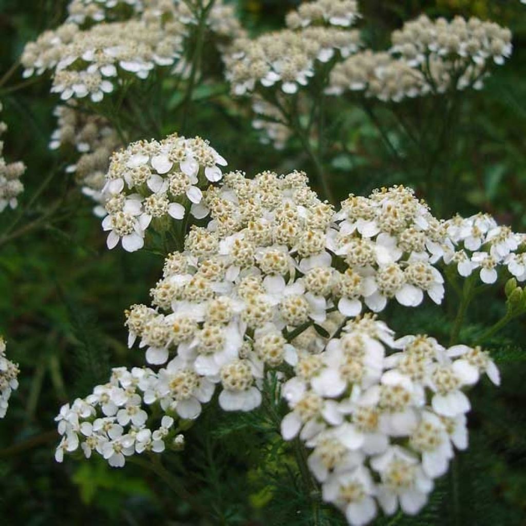 Achillea millefolium Heinrich Vogeler - Gemeine Schafgarbe