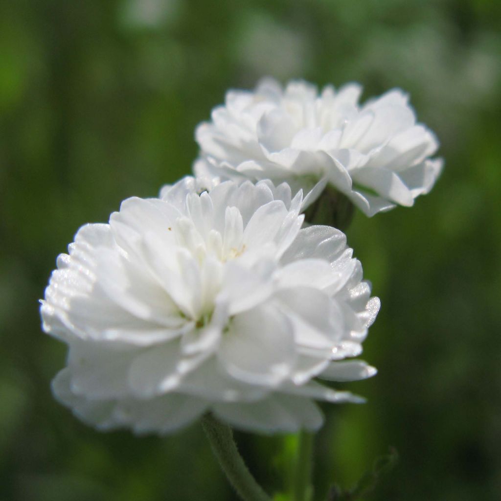 Achillea ptarmica The Pearl - Sumpf-Schafgarbe