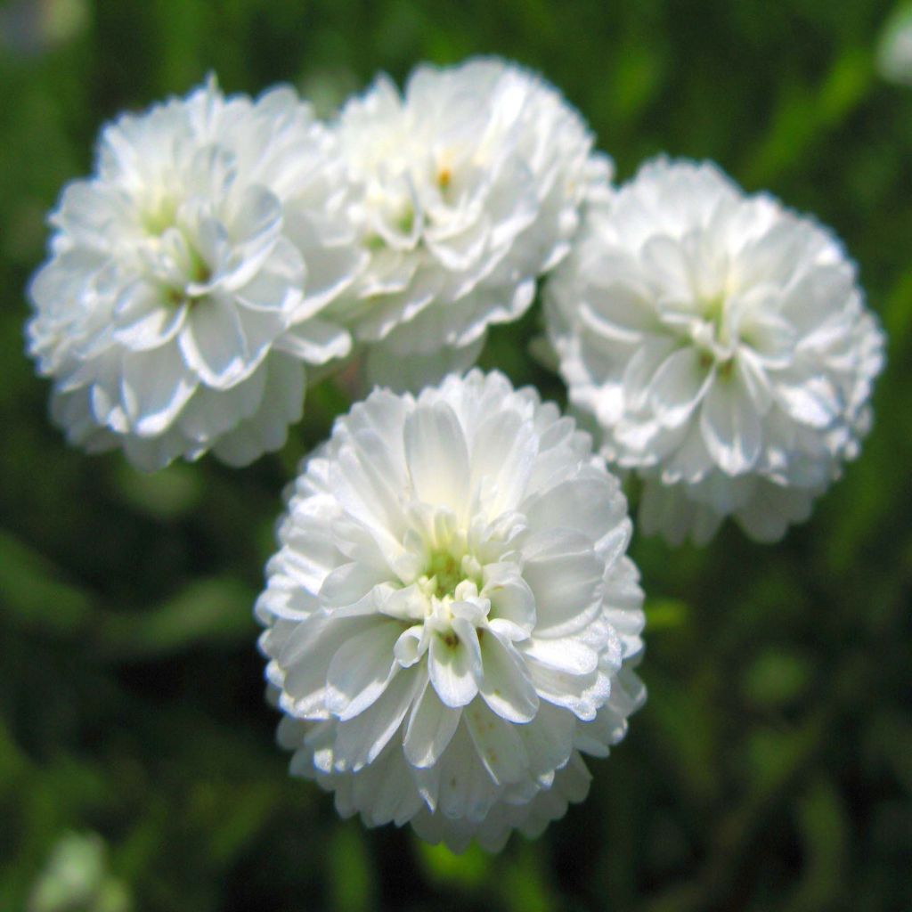 Achillea ptarmica The Pearl