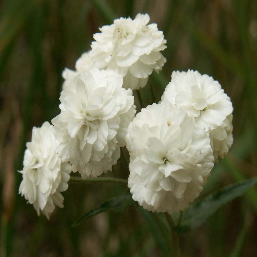 Achillea ptarmica The Pearl