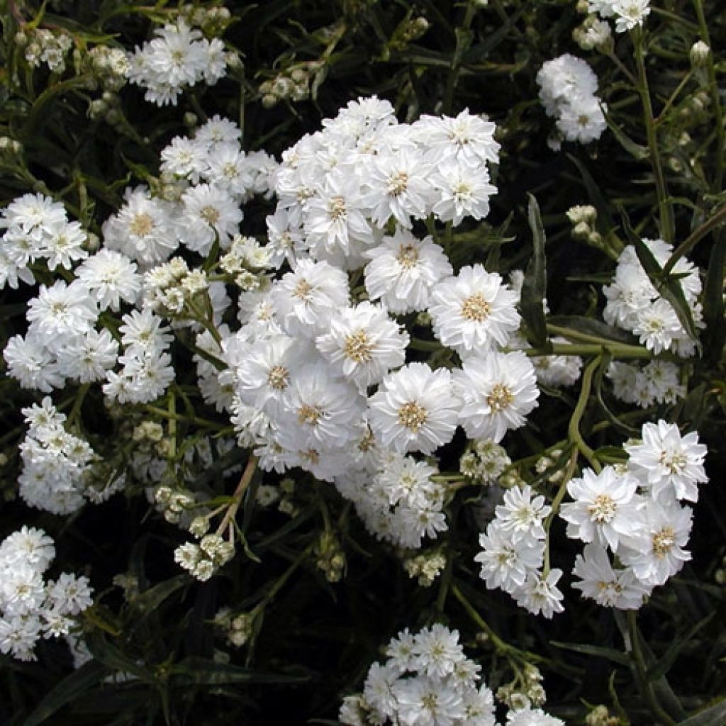 Achillea ptarmica Boule de Neige - Sumpf-Schafgarbe