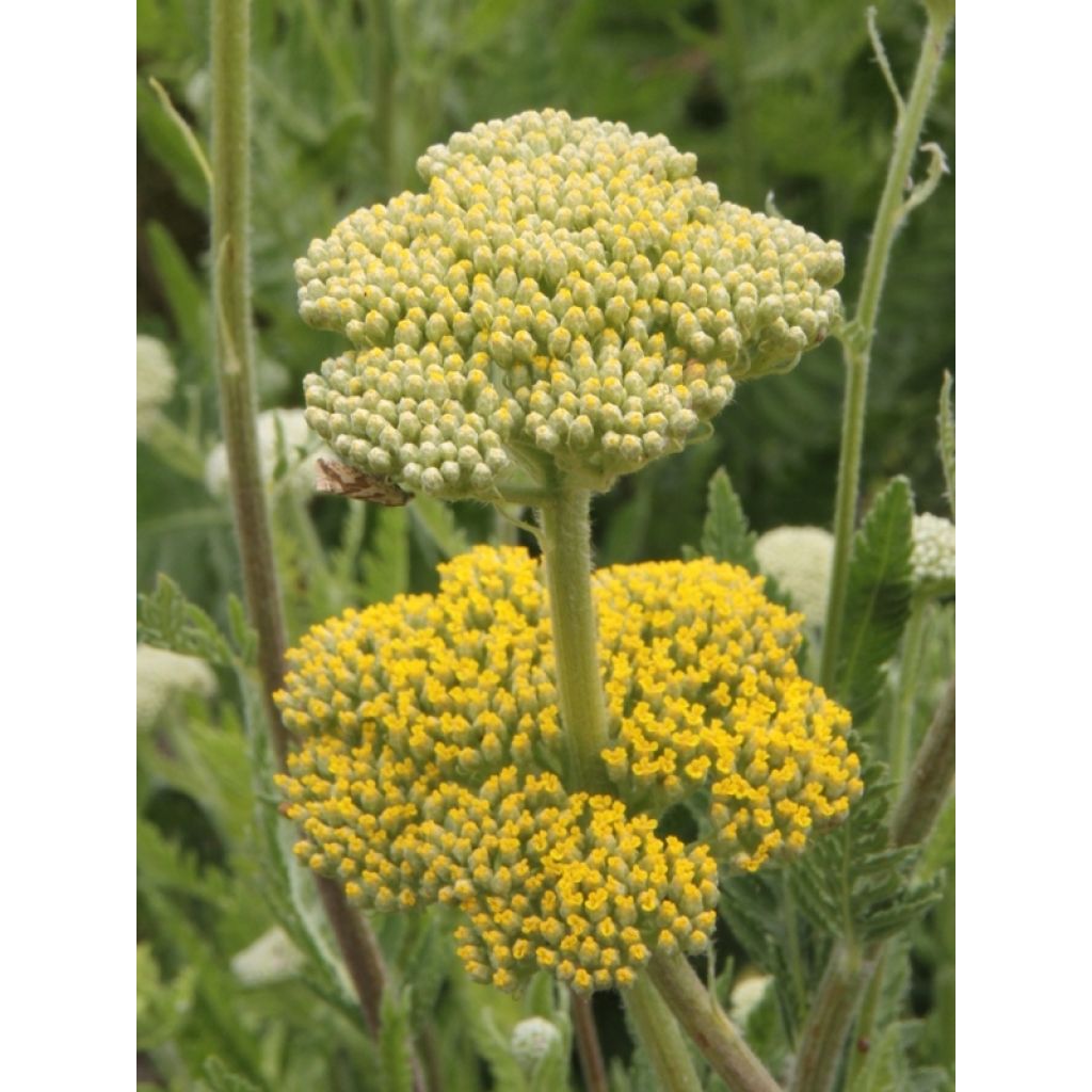 Achillea fillipendulina Cloth of Gold - Hohe Gelbe Schafgarbe