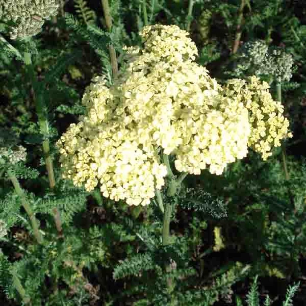 Achillea millefolium Hella Glashoff - Gemeine Schafgarbe