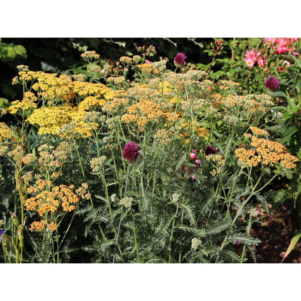 Achillea millefolium Feuerland - Gemeine Schafgarbe