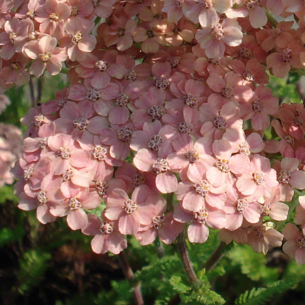 Achillea millefolium Salmon Beauty - Gemeine Schafgarbe