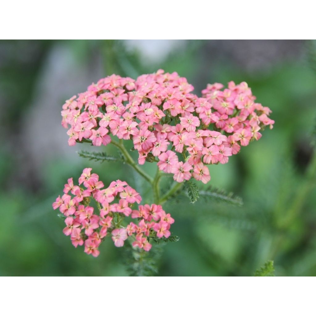 Achillea millefolium Salmon Beauty - Gemeine Schafgarbe