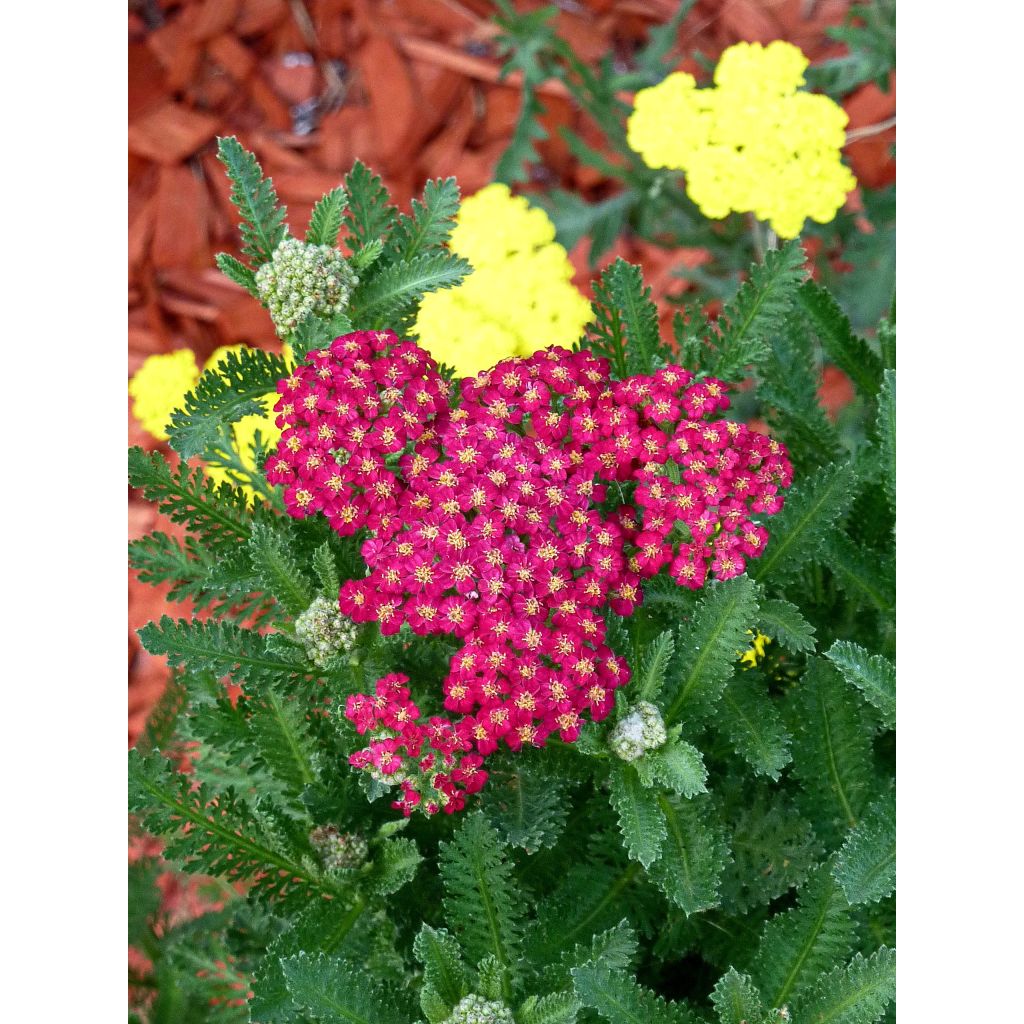 Achillea millefolium Summerwine - Gemeine Schafgarbe