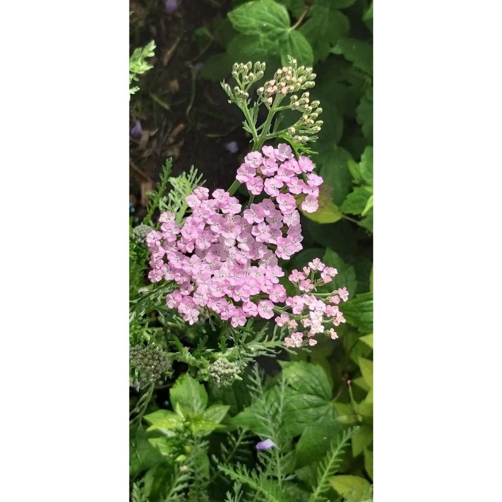 Achillea millefolium Wonderful Wampee - Gemeine Schafgarbe