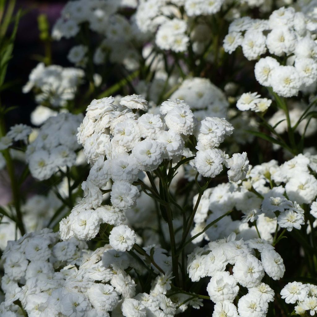 Achillea ptarmica Perry s White - Sumpf-Schafgarbe