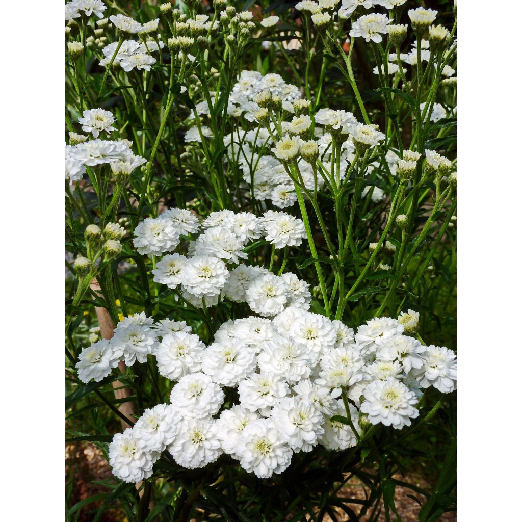 Achillea ptarmica Perry s White - Sumpf-Schafgarbe