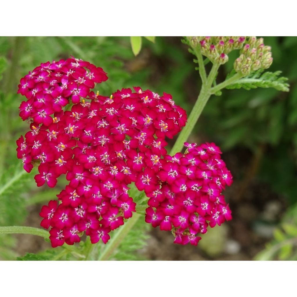 Achillea millefolium Cerise Queen - Gemeine Schafgarbe